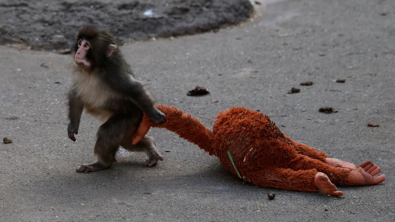 El macaco Punch y su peluche Lupe, el dúo que se robó los corazones en internet