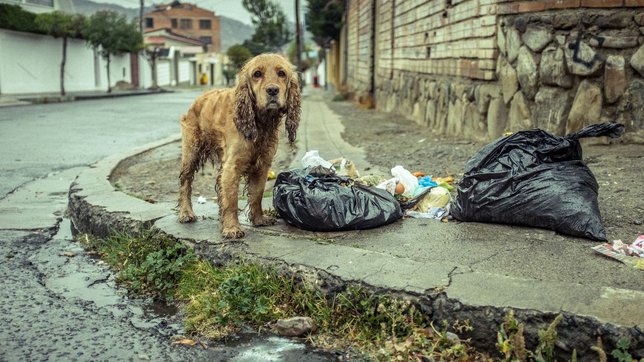 CDMX va por el rescate de albergues; plan para proteger a más de 1.2 millones de perros callejeros