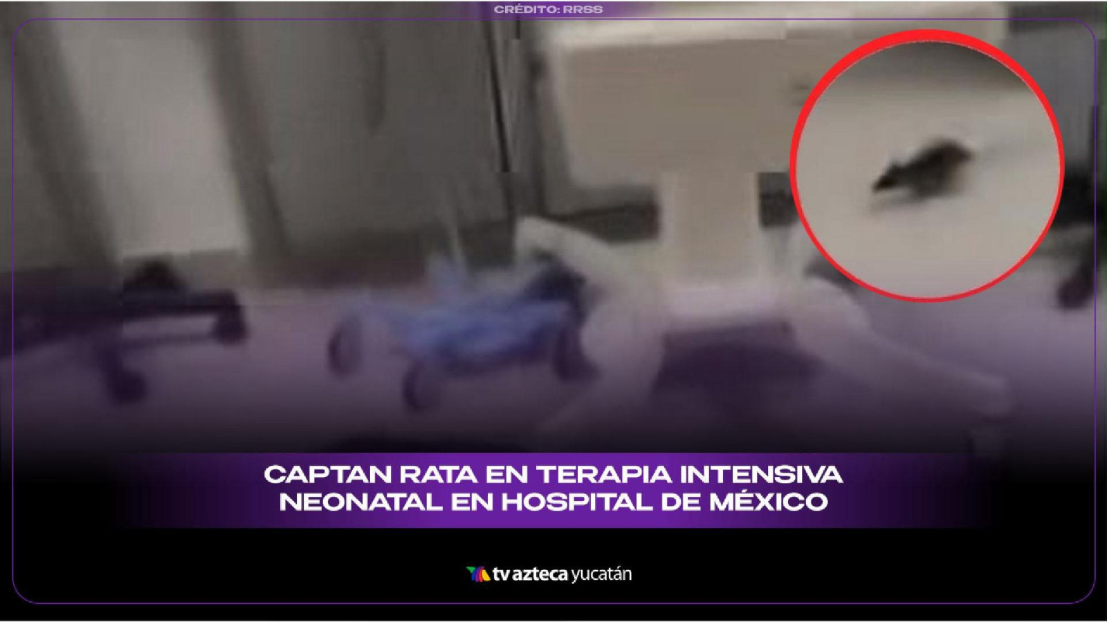 Em Rata Mexico Video de rata corriendo en un hospital de México se hace viral en redes