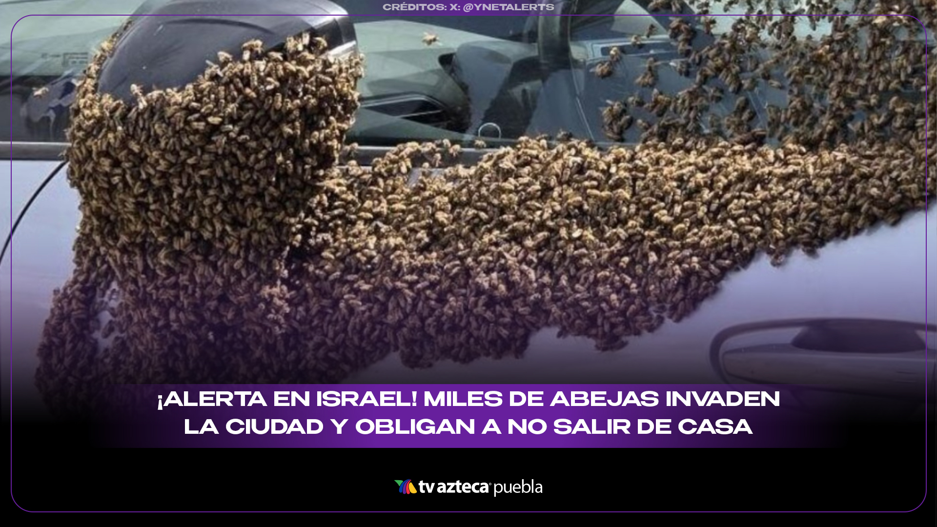 ¡Alerta en Israel! Miles de abejas invaden ciudad y obligan a no salir de casa