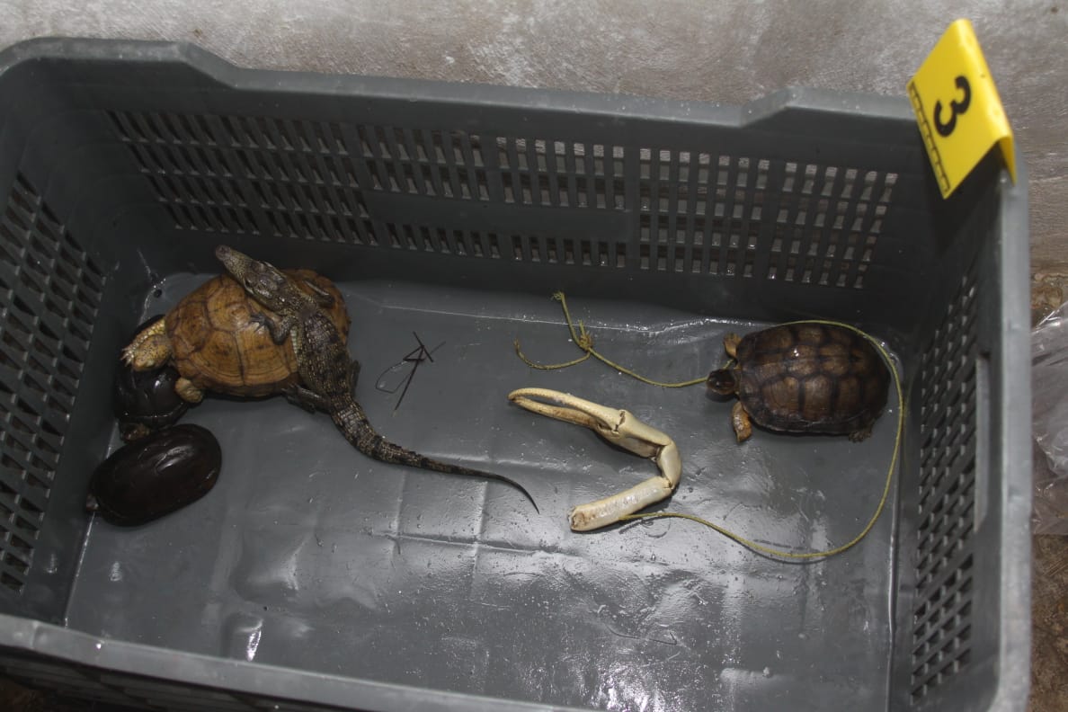 FGR detuvo a tres personas con animales marinos en peligro de extinción - Vimarsana News
