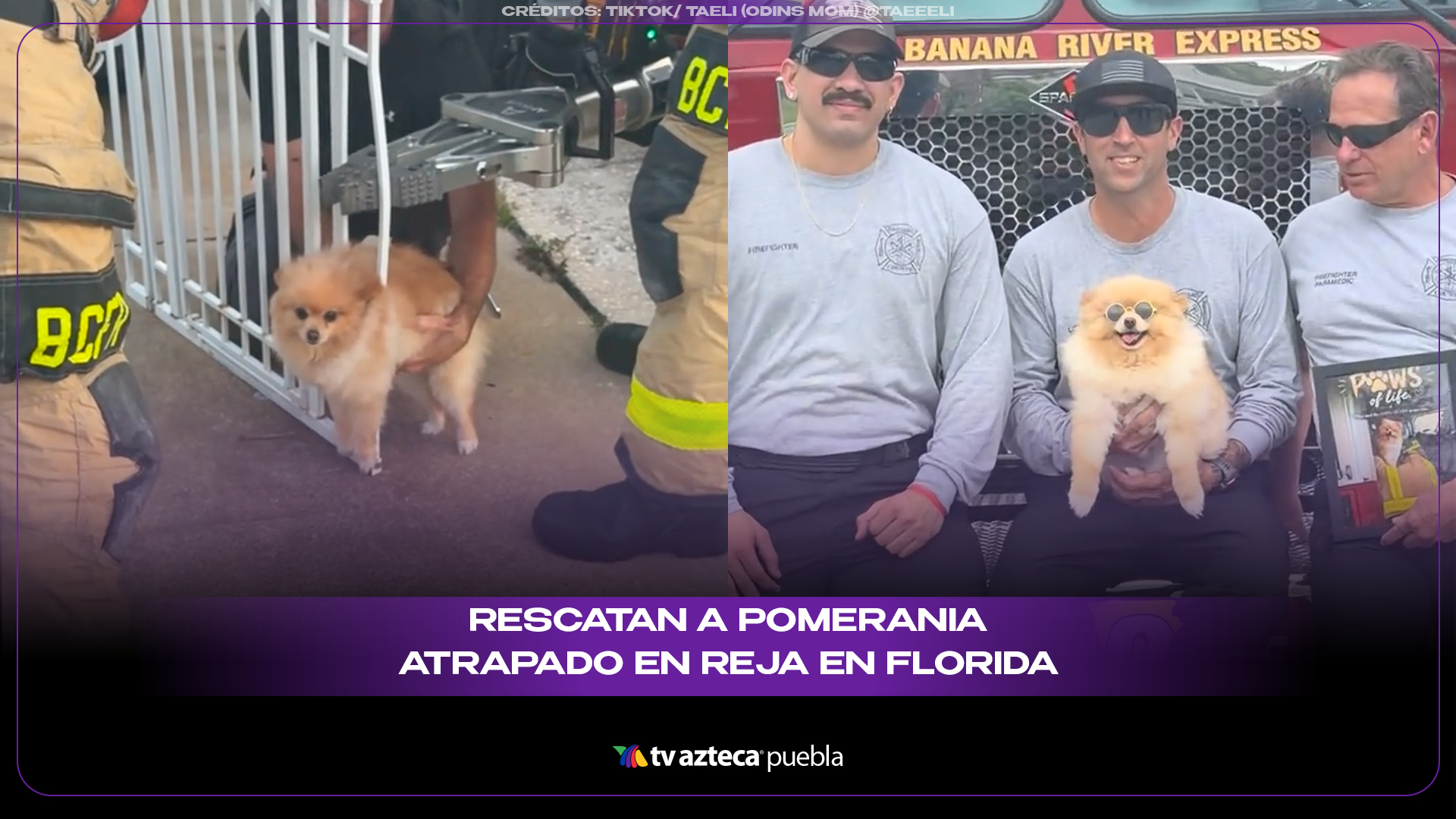 Rescatan a pomerania atrapado en reja con herramienta hidráulica en Florida