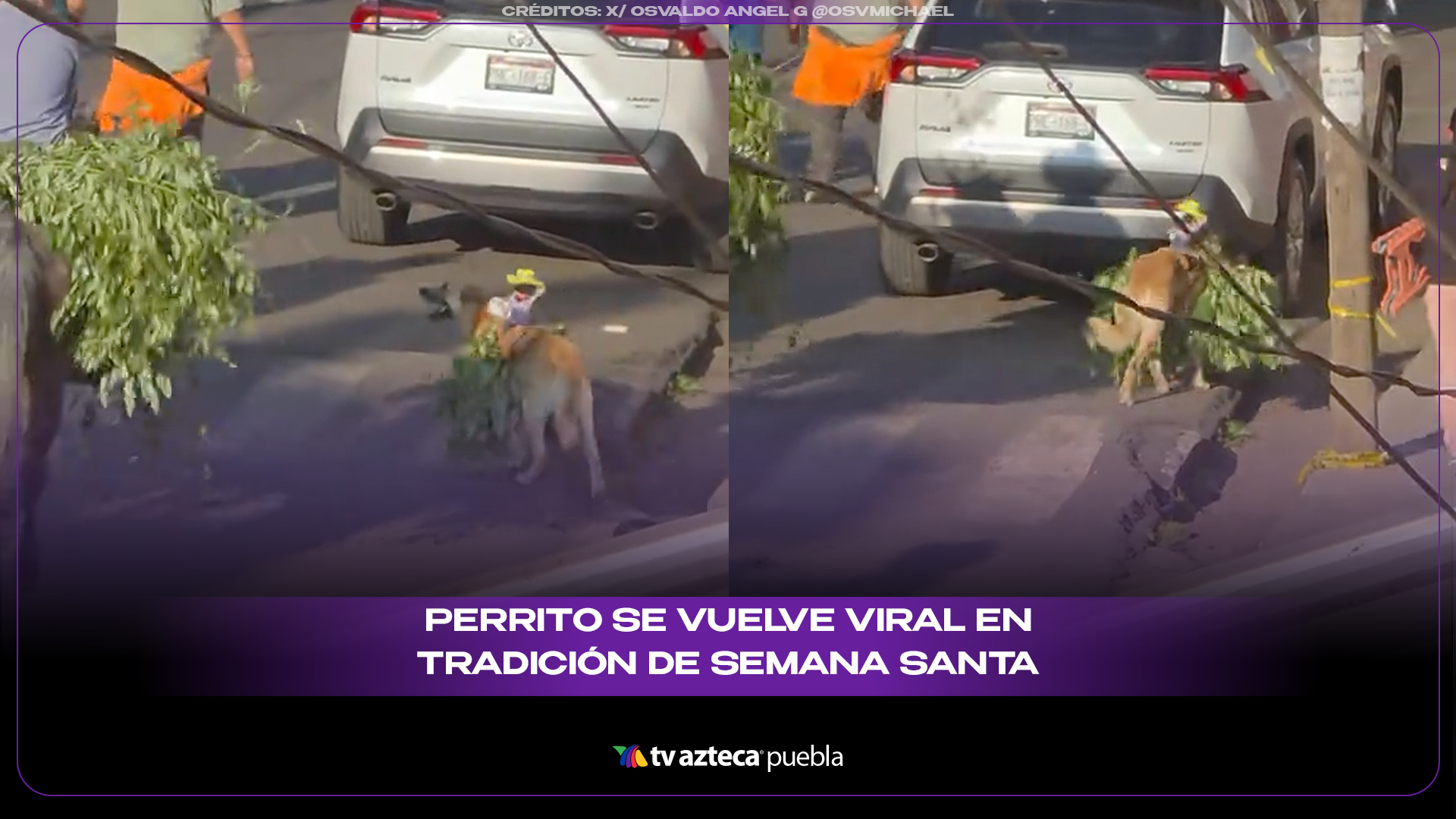 Perrito se vuelve viral en tradición de Semana Santa en Michoacán