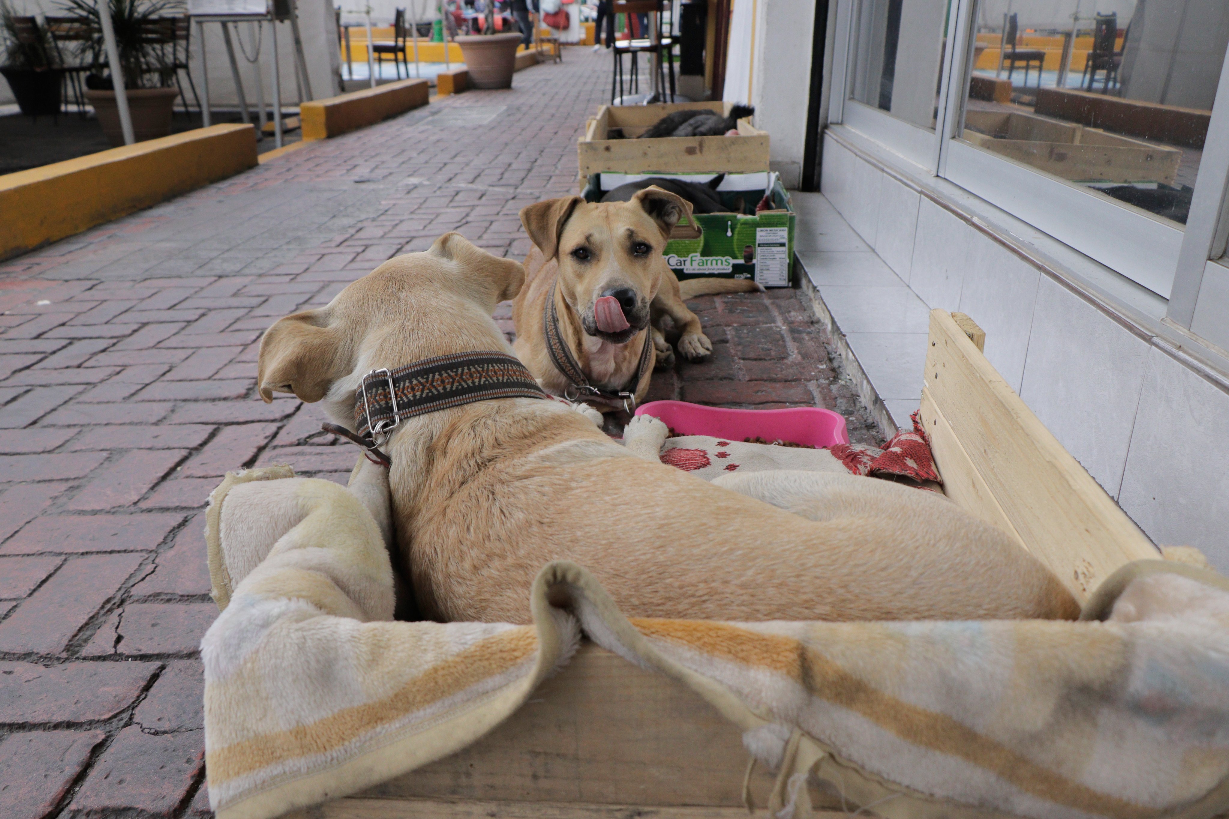 En Israel, buscan erradicar heces de perros en calles con nuevo método - Vimarsana News