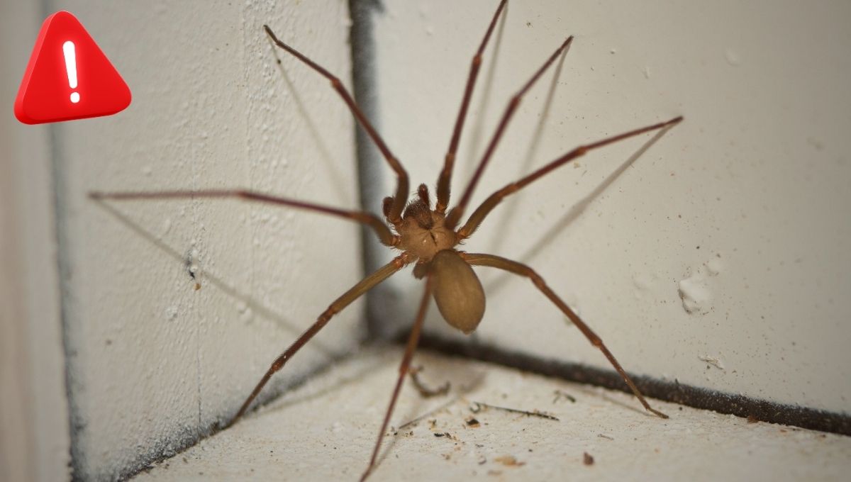 Las 3 claves para prevenir la araña de los rincones sin usar químicos ...