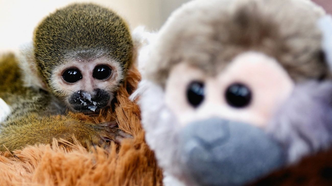 La historia del Punch peruano, un mono diminuto que sobrevivió al tráfico ilegal abrazado de un peluche