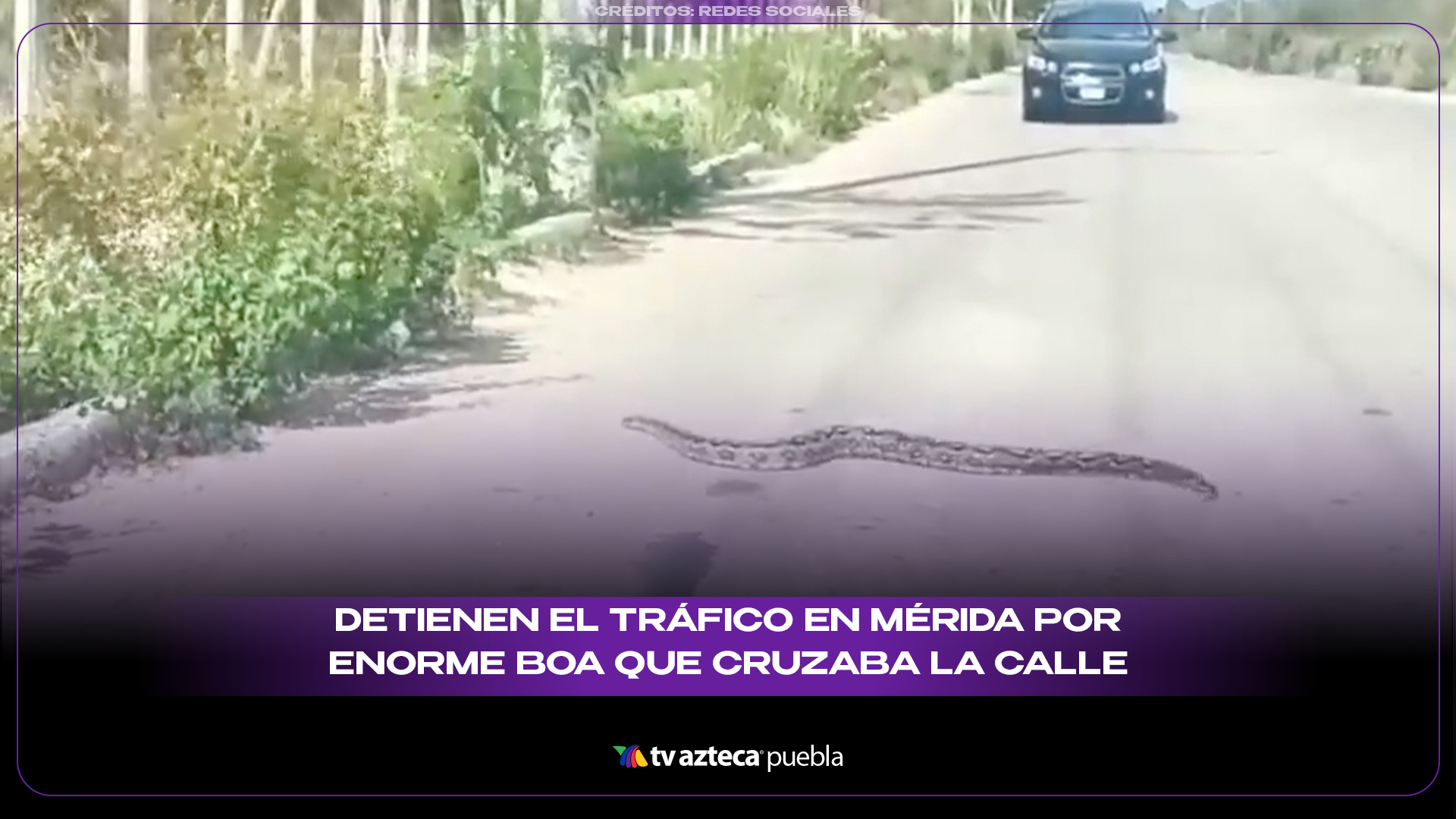 Detienen el tráfico en Mérida por enorme boa que cruzaba la calle