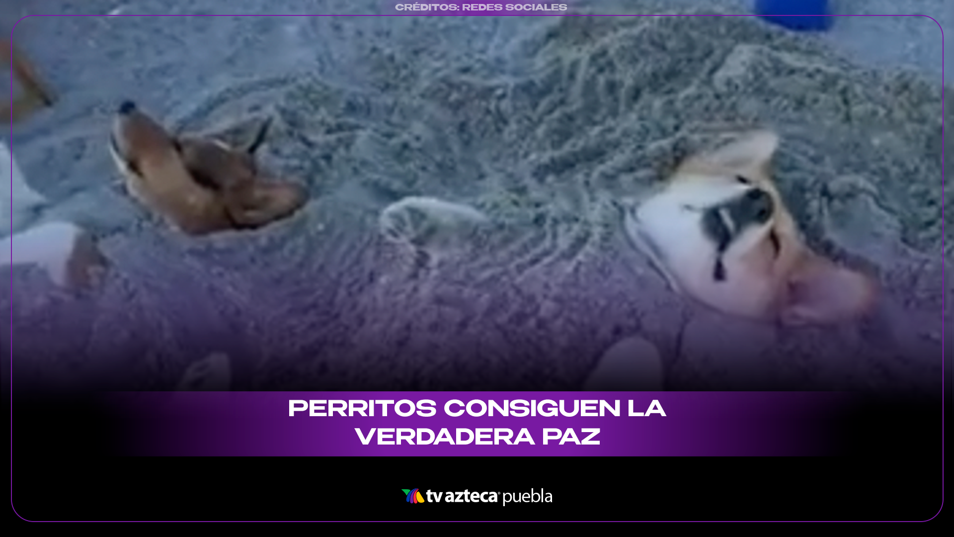 Perritos se vuelven virales al relajarse enterrados en la arena bajo el sol