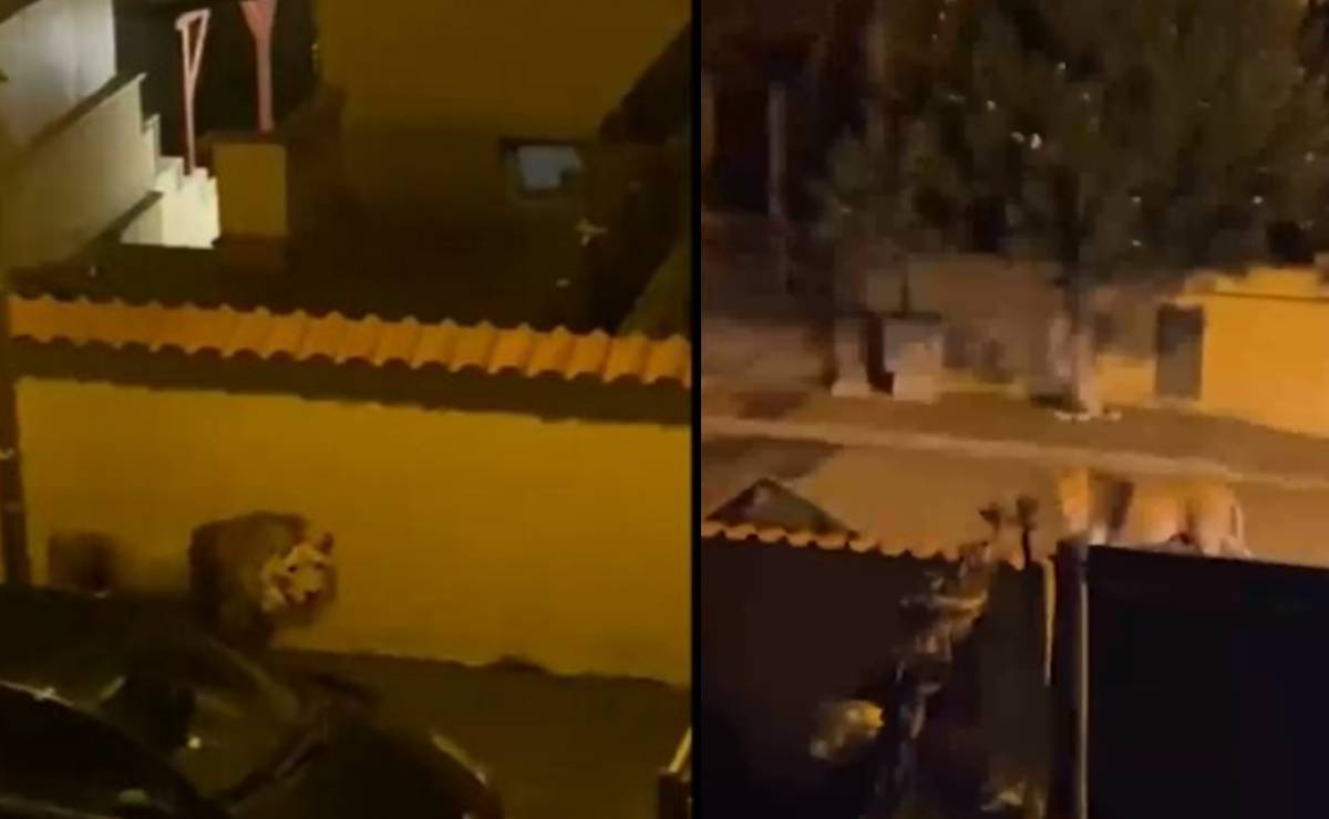 video-le-n-se-escapa-de-circo-y-es-captado-caminando-por-las-calles
