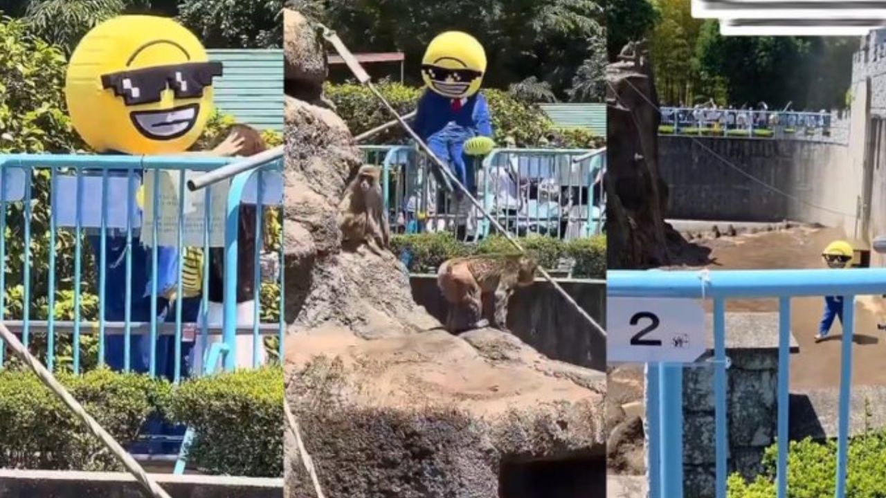 VIDEO: Sujetos con botarga saltaron a la jaula del macaco Punch en Japón; fueron detenidos