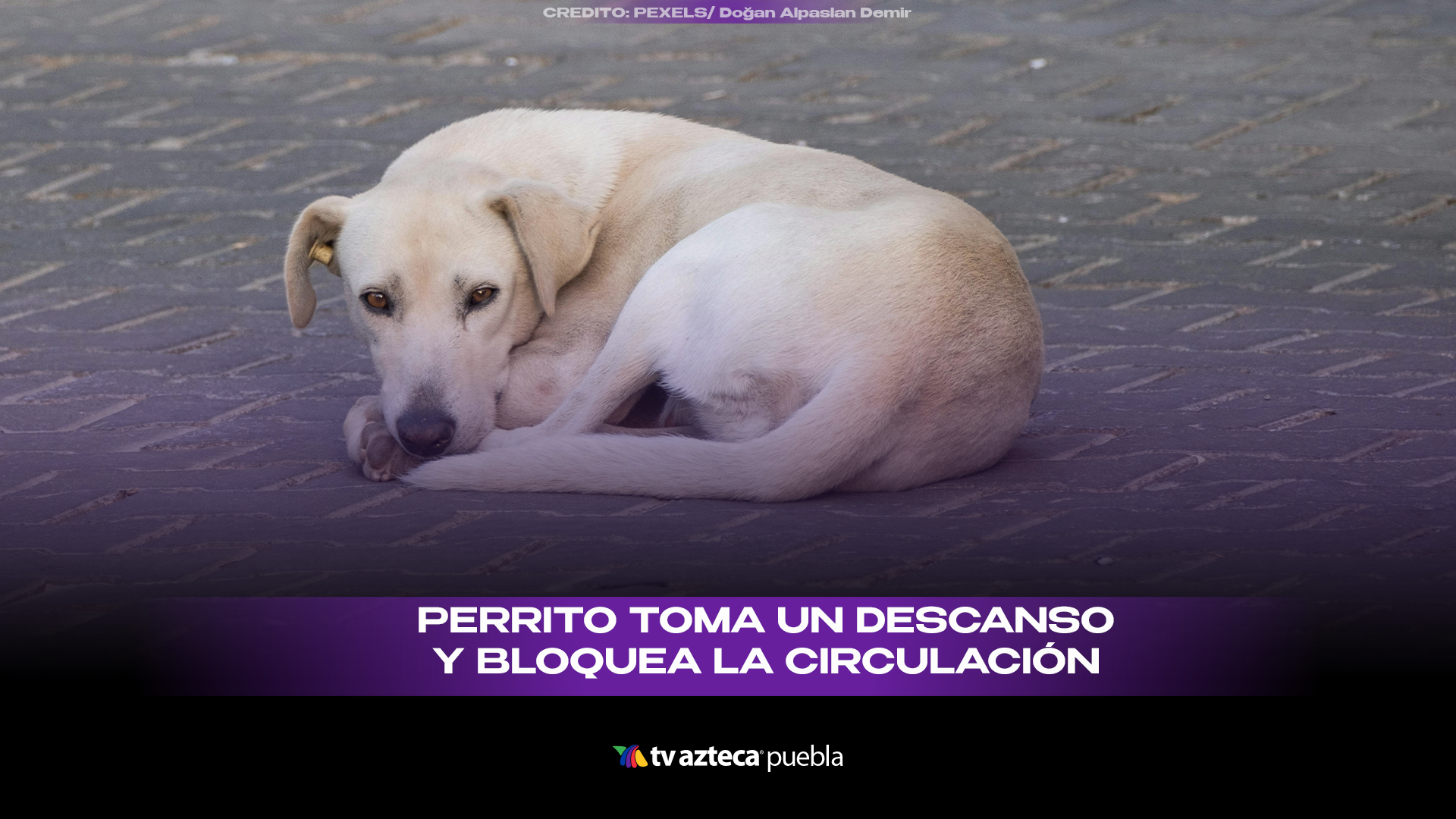 Lomito bloquea calle para descansar y luego regaña a conductora junto a su manada