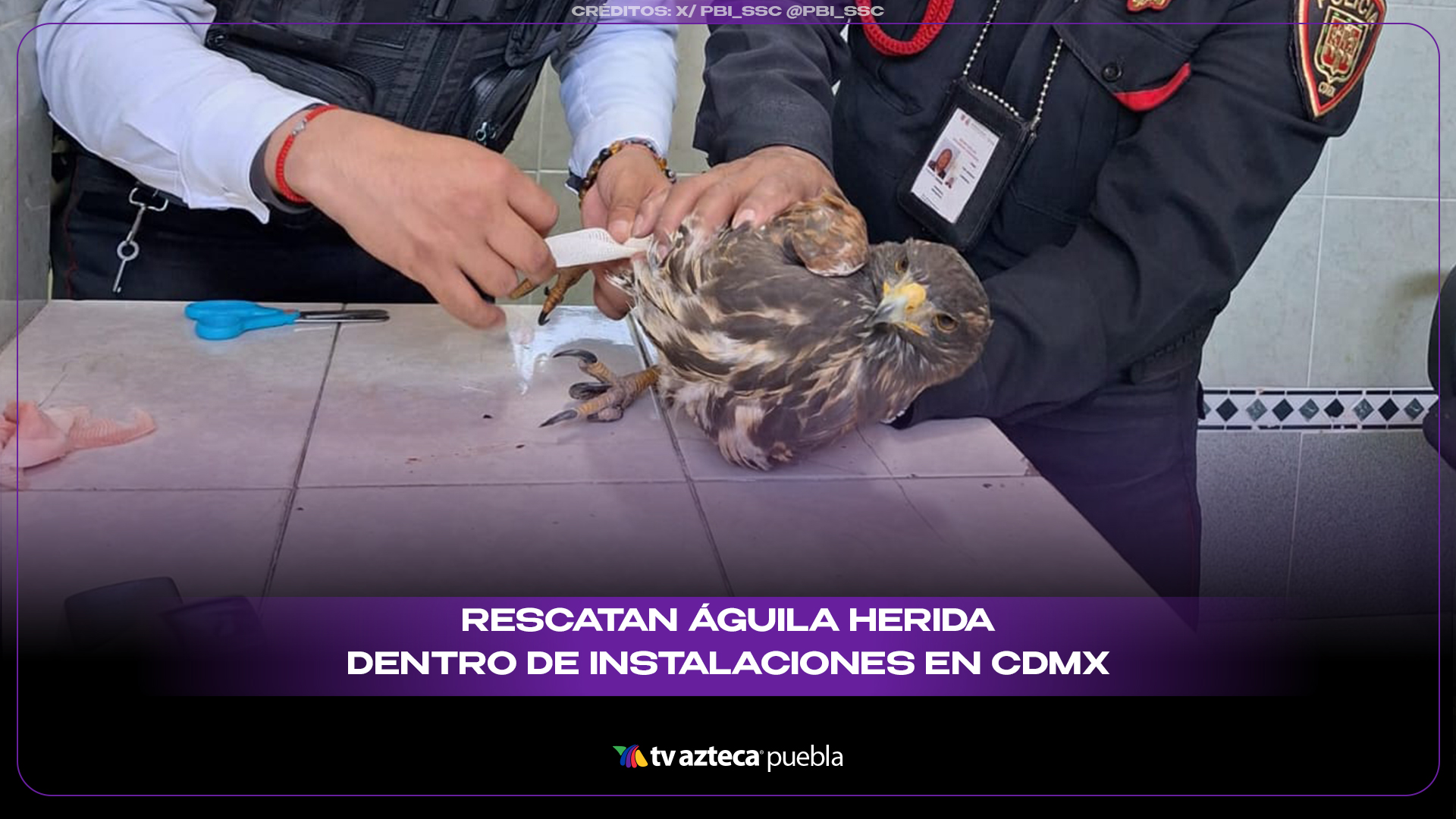 Rescatan águila herida dentro de instalaciones en CDMX y logra sobrevivir