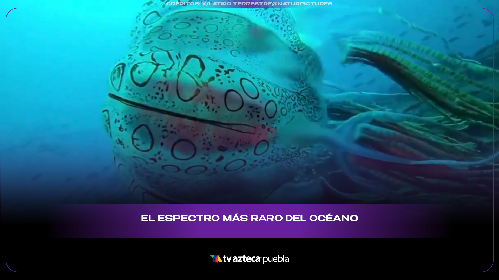Captan rara medusa vista solo dos veces en la historia